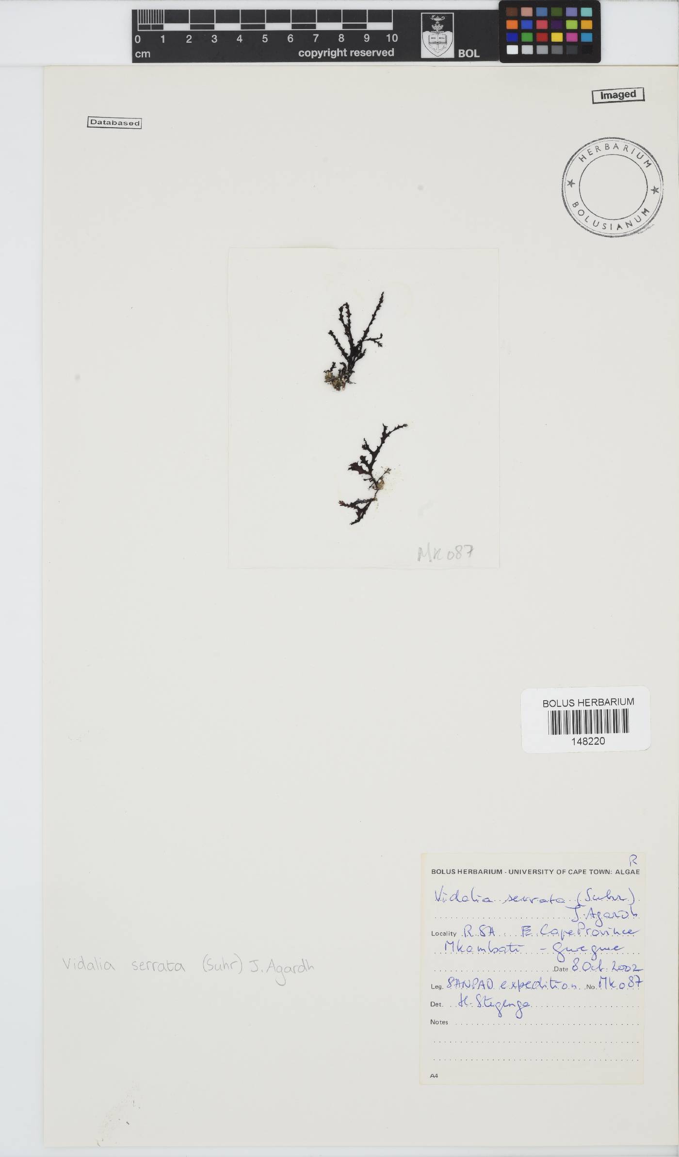 Osmundaria image