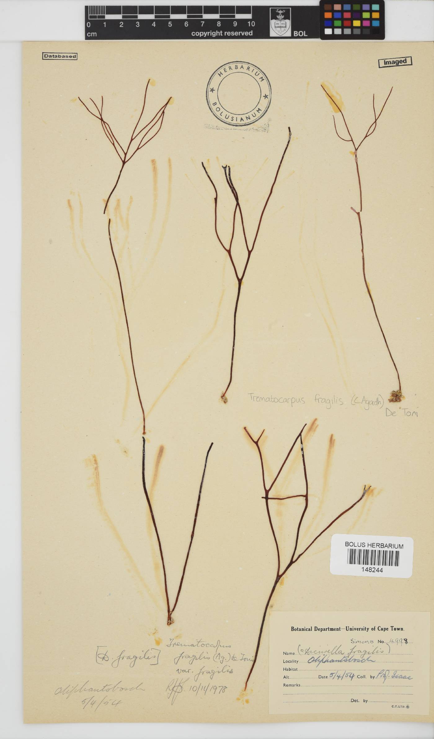 Trematocarpus fragilis image