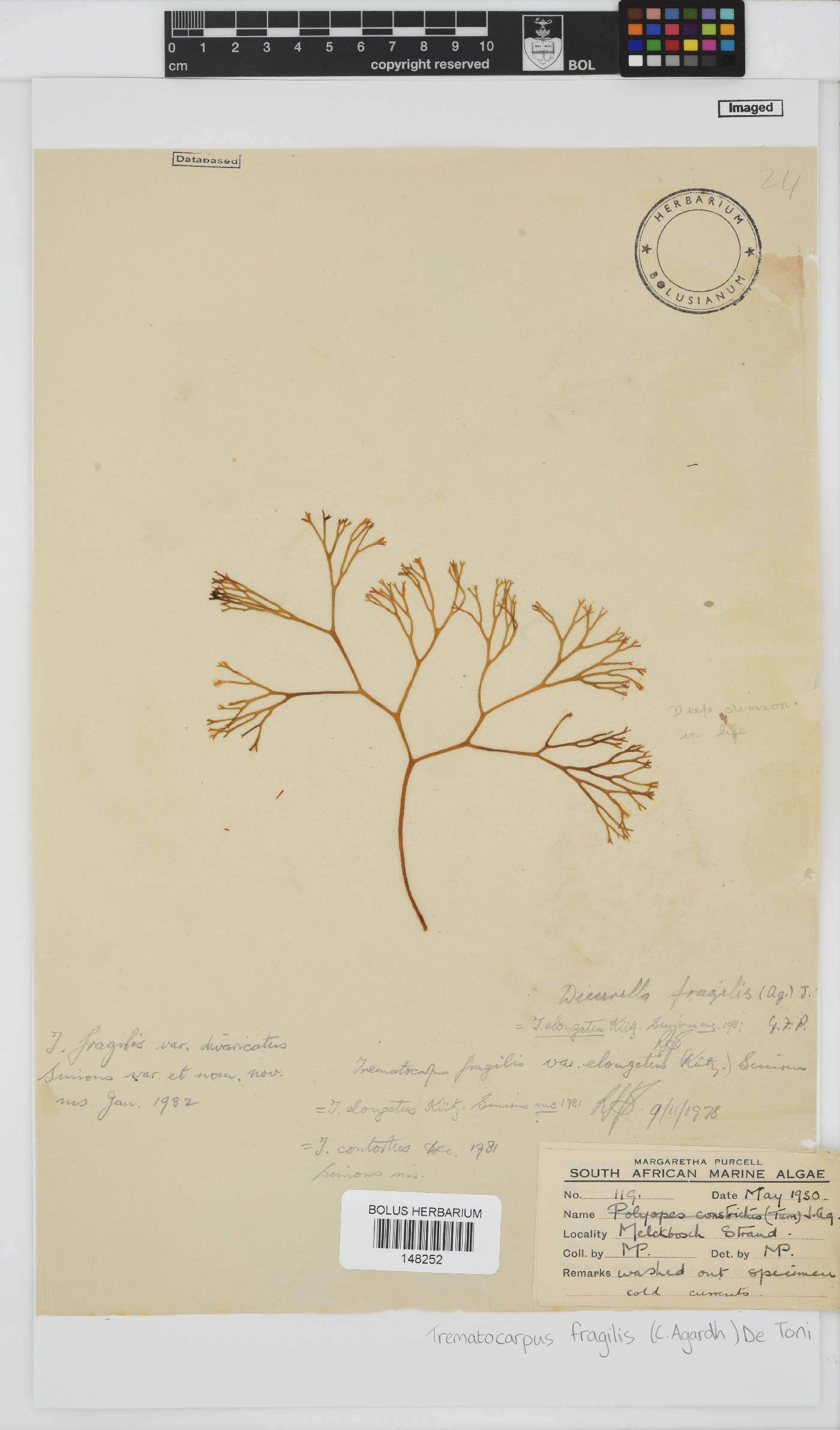 Trematocarpus fragilis image