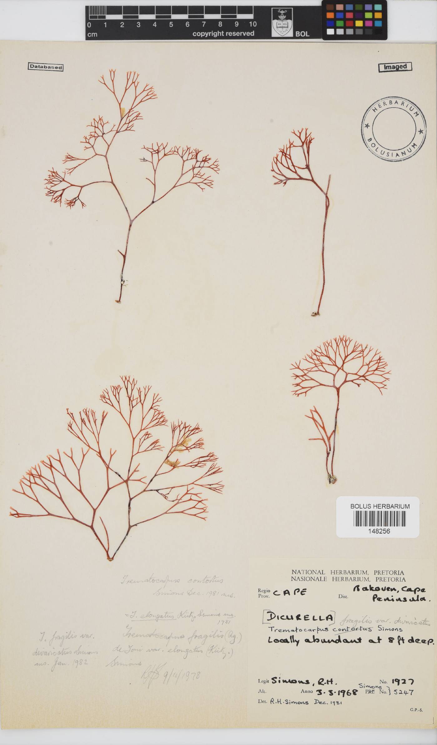 Trematocarpus fragilis var. divaricatus image