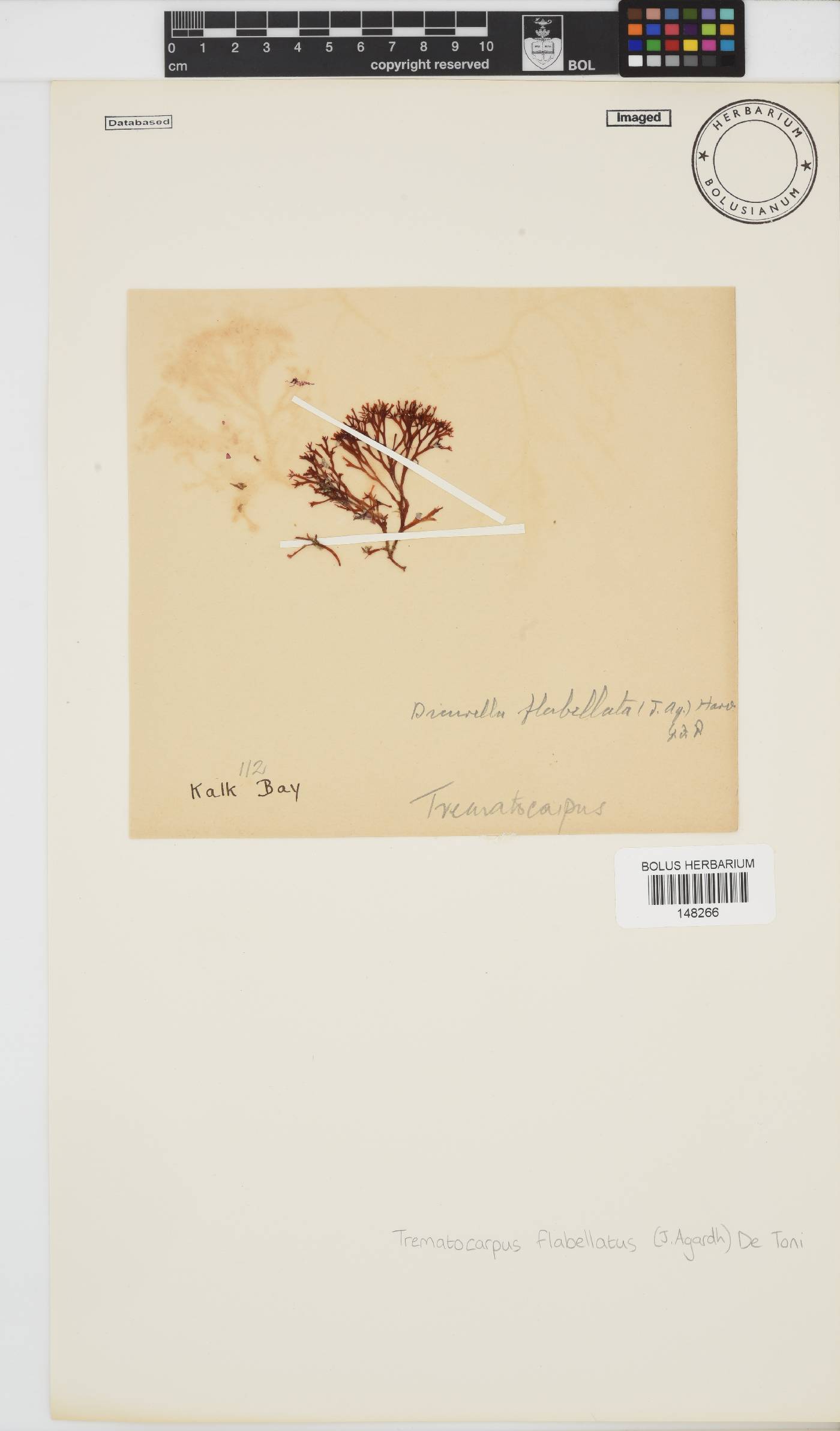 Trematocarpus image