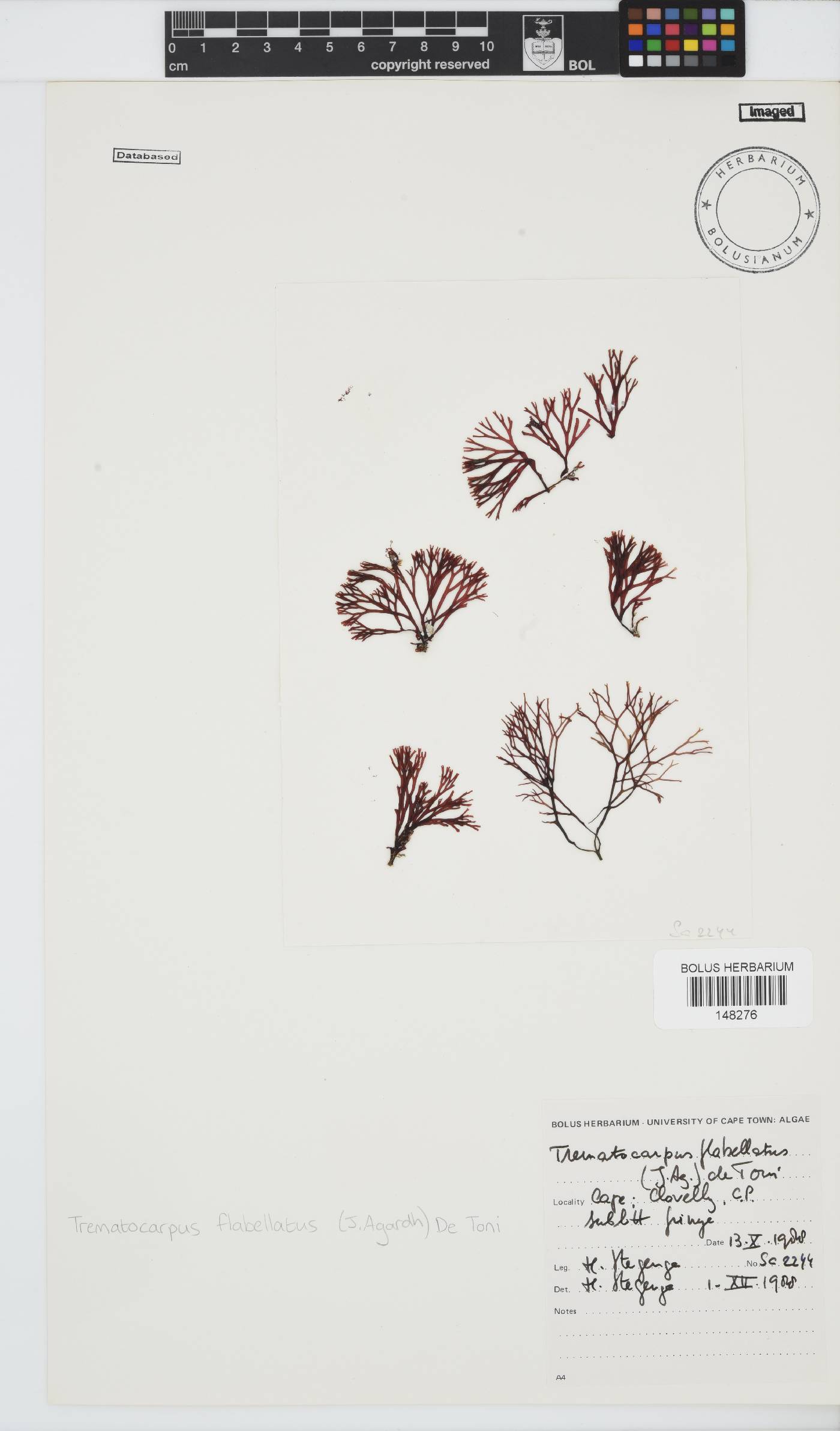 Sarcodiaceae image