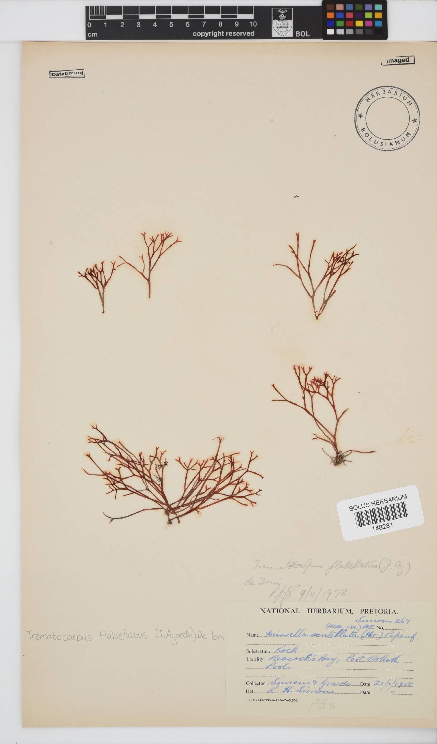 Trematocarpus flabellatus image