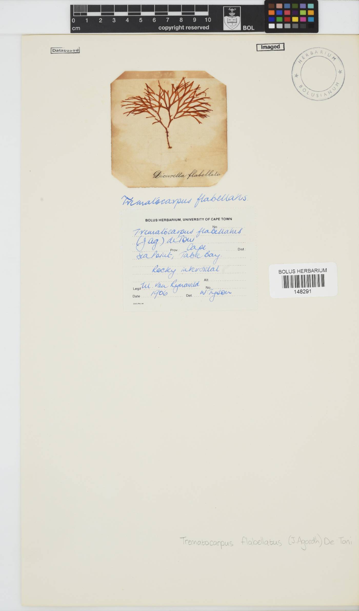 Trematocarpus flabellatus image