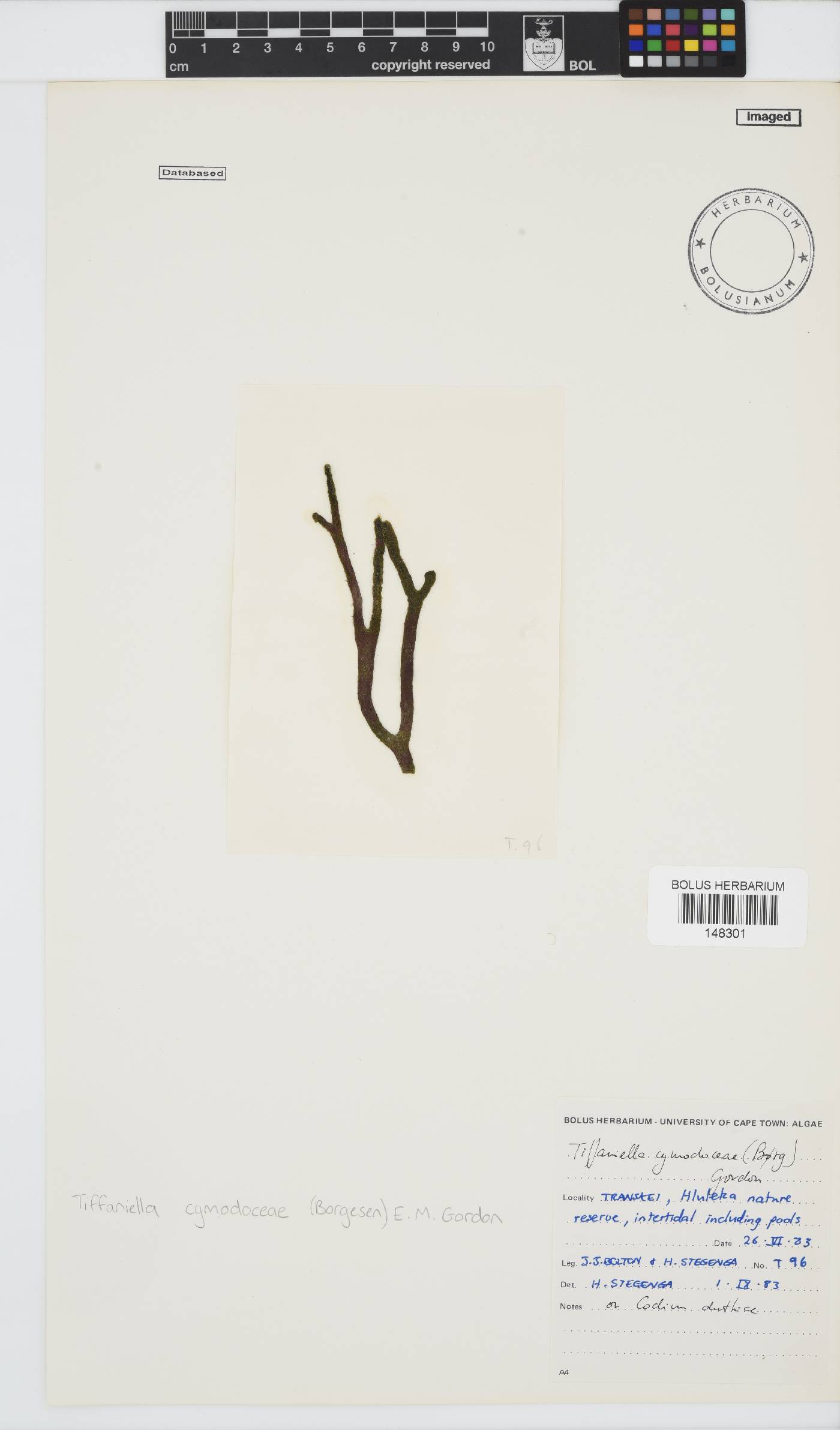 Tiffaniella cymodoceae image