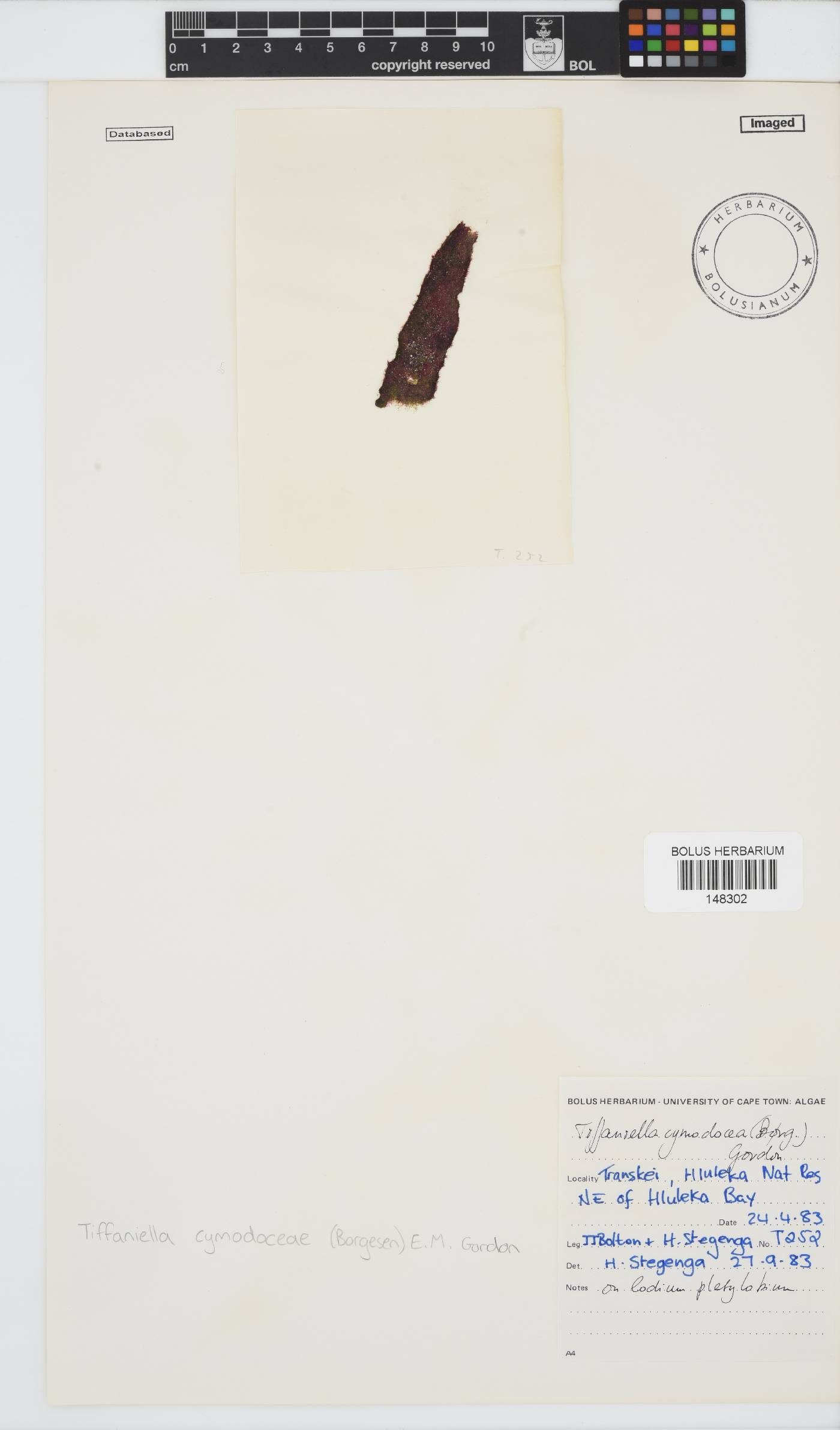 Tiffaniella cymodoceae image