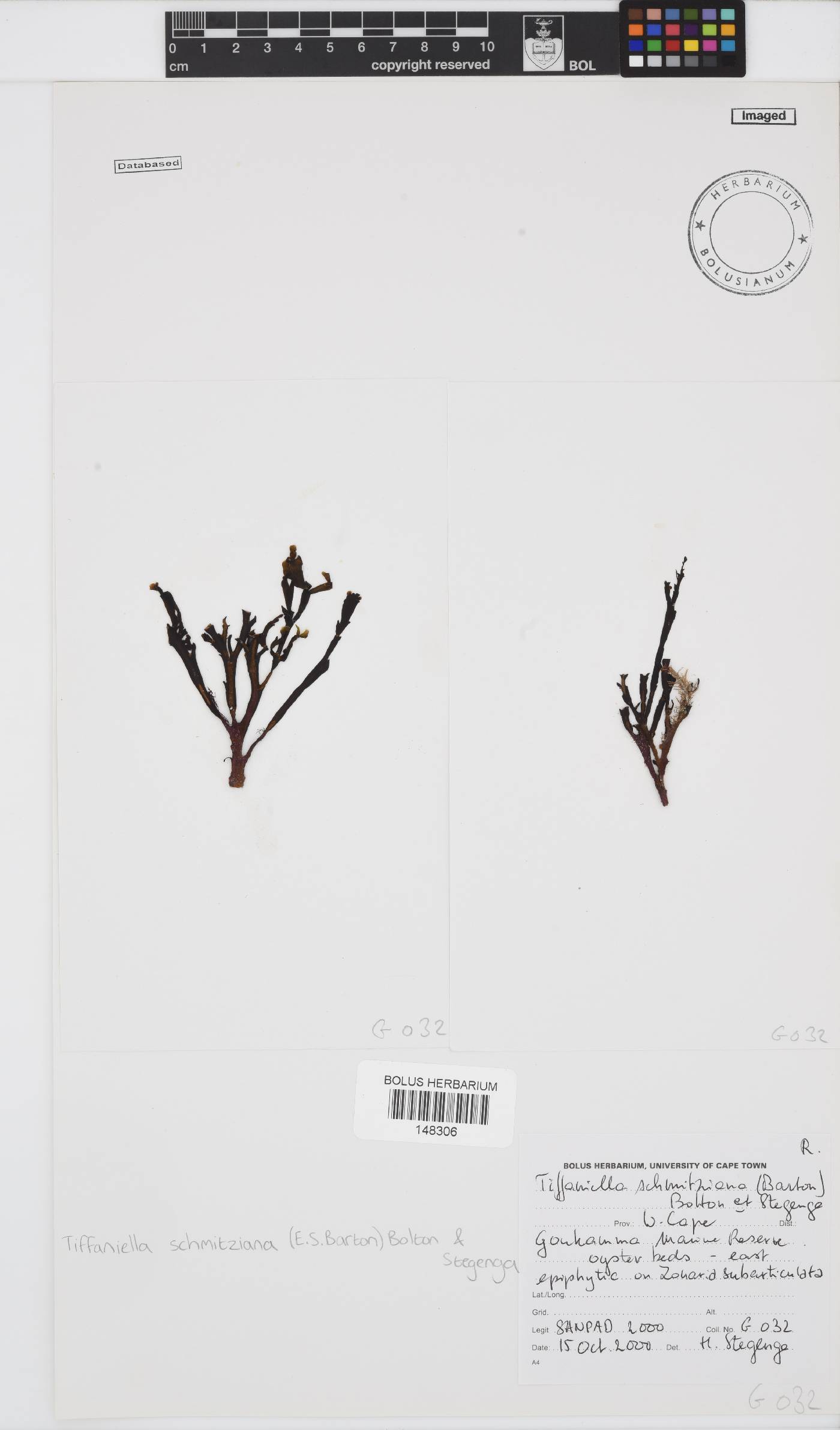 Tiffaniella schmitziana image