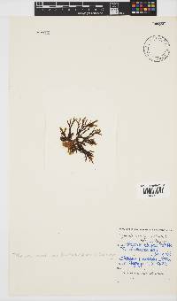 Tiffaniella schmitziana image