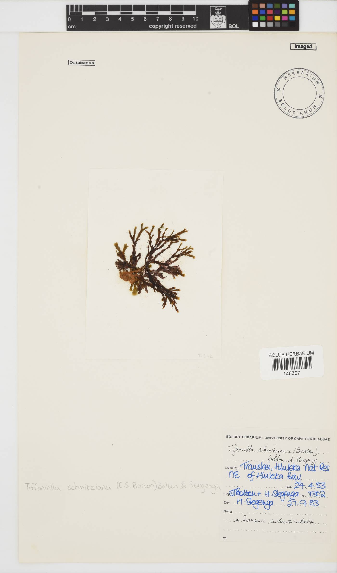Tiffaniella schmitziana image