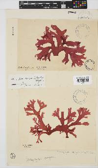 Thamnophyllis discigera image