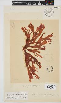 Thamnophyllis discigera image