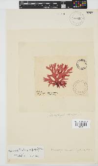 Thamnophyllis discigera image