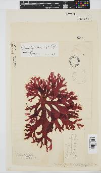 Thamnophyllis discigera image