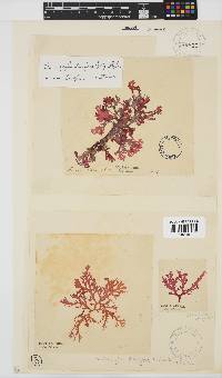 Thamnophyllis discigera image