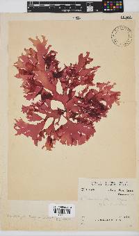 Thamnophyllis discigera image
