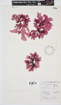 Thamnophyllis pocockiae image