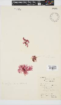 Thamnophyllis pocockiae image