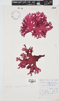 Thamnophyllis discigera image