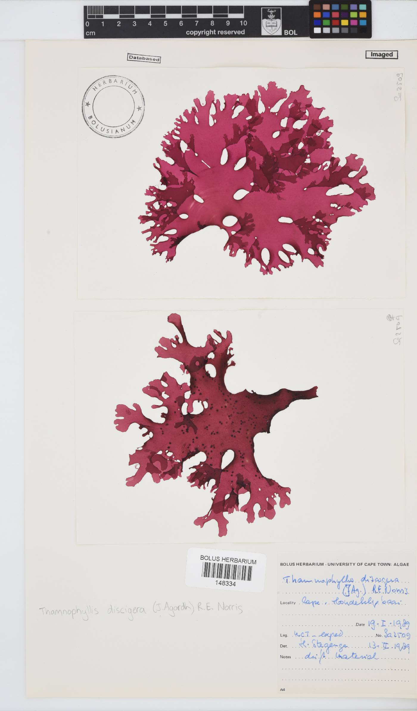 Thamnophyllis discigera image