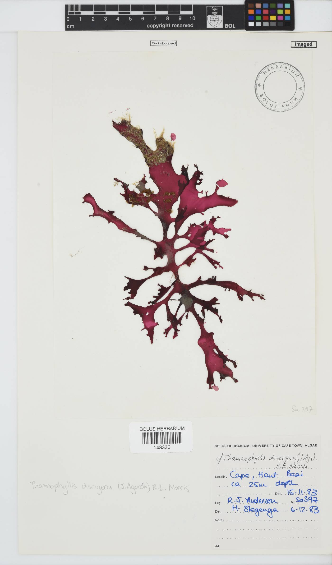 Thamnophyllis discigera image