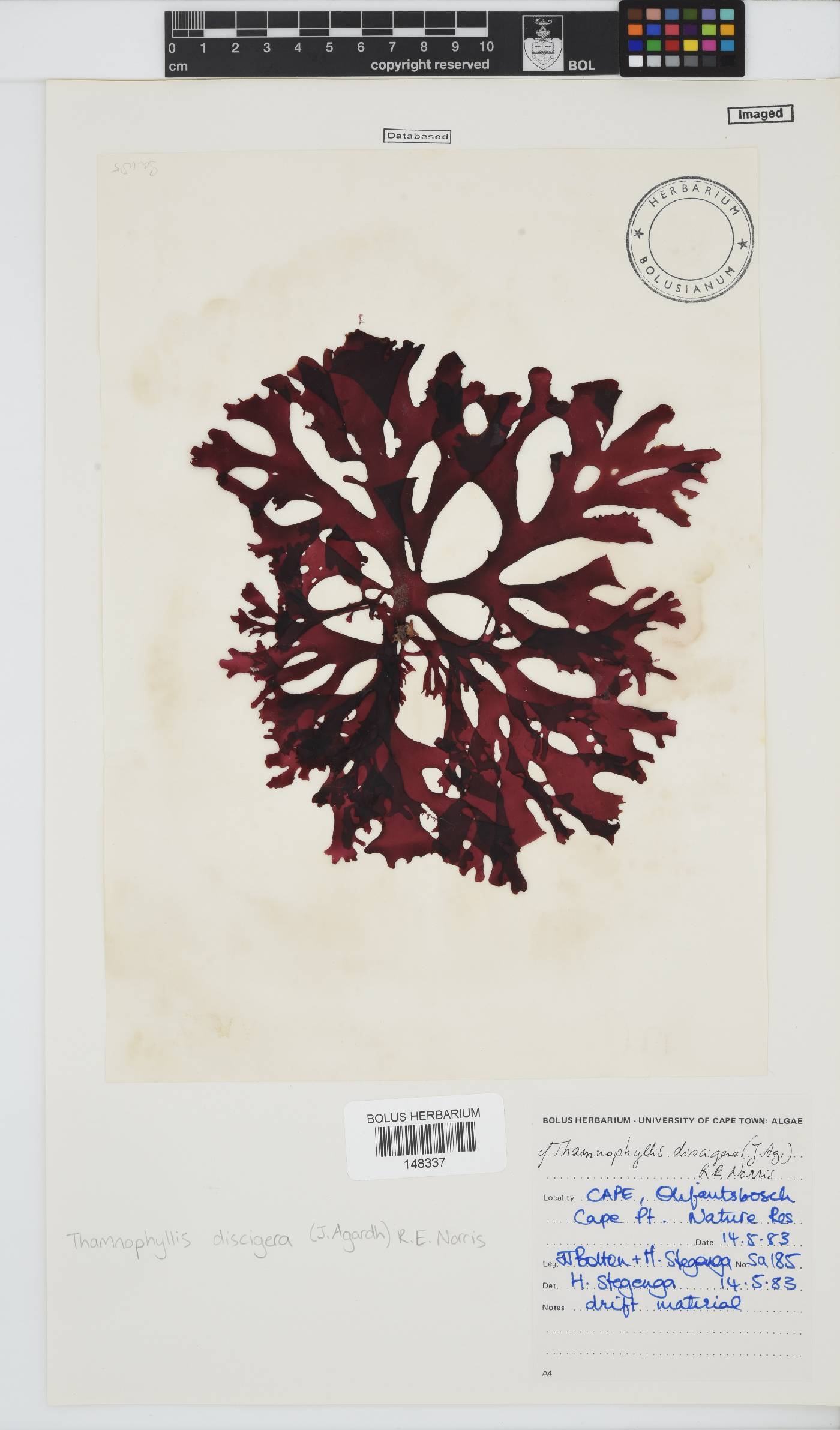 Thamnophyllis discigera image