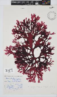 Thamnophyllis discigera image