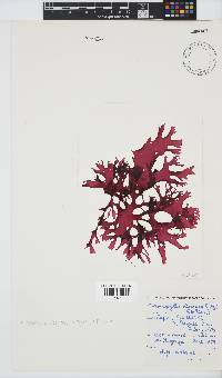 Thamnophyllis discigera image