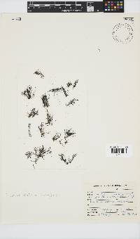 Tayloriella tenebrosa image