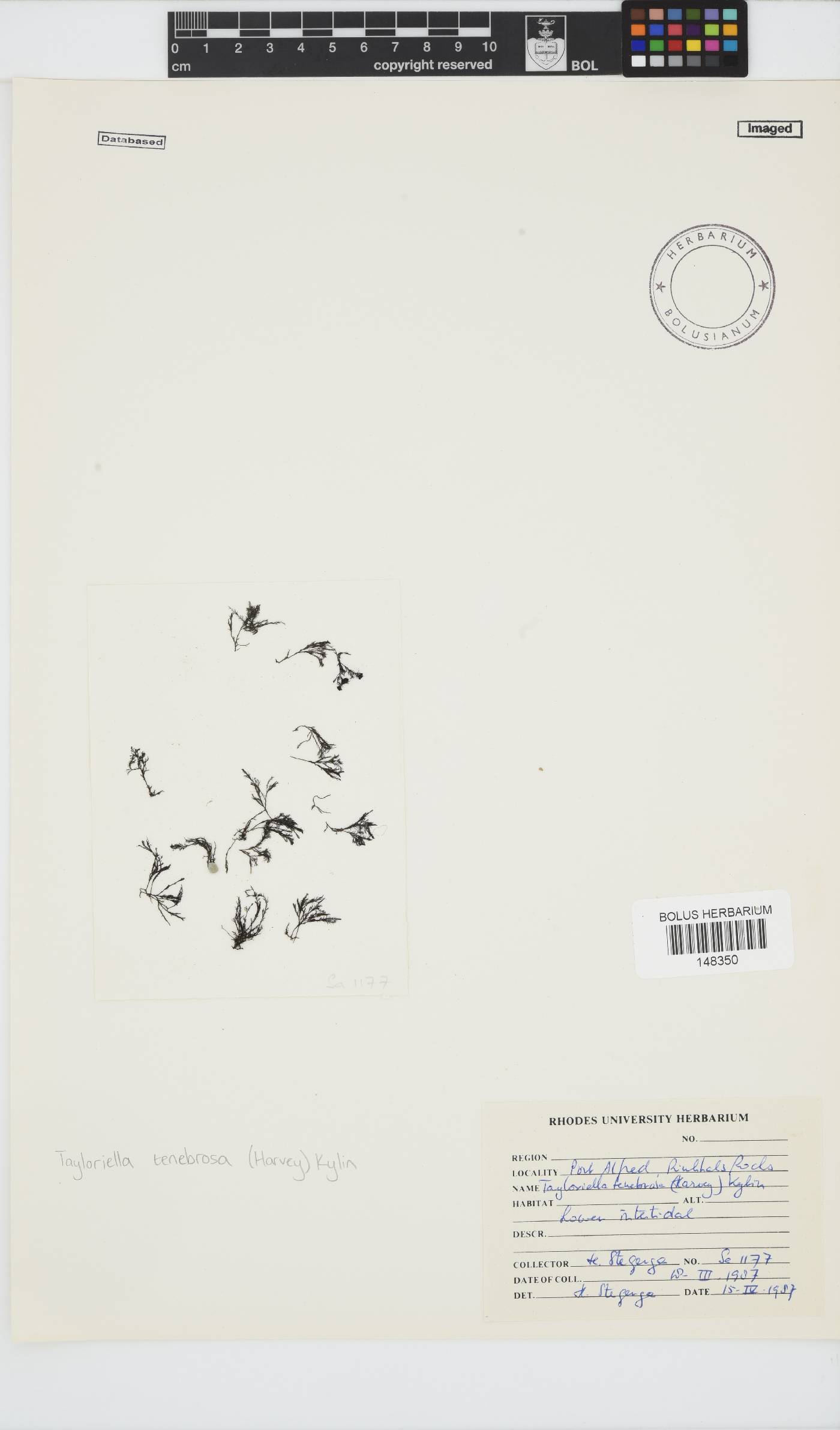 Tayloriella tenebrosa image