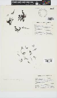 Tayloriella tenebrosa image
