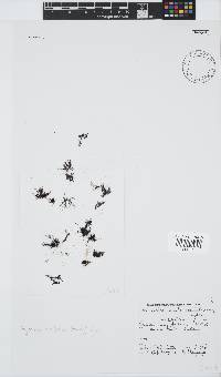 Tayloriella tenebrosa image