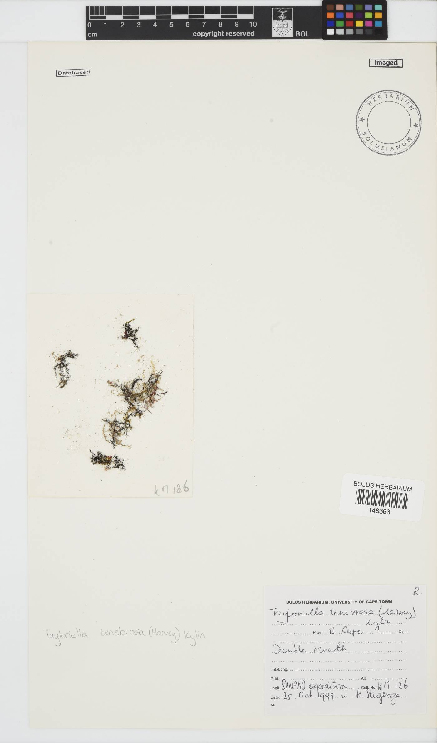 Tayloriella image