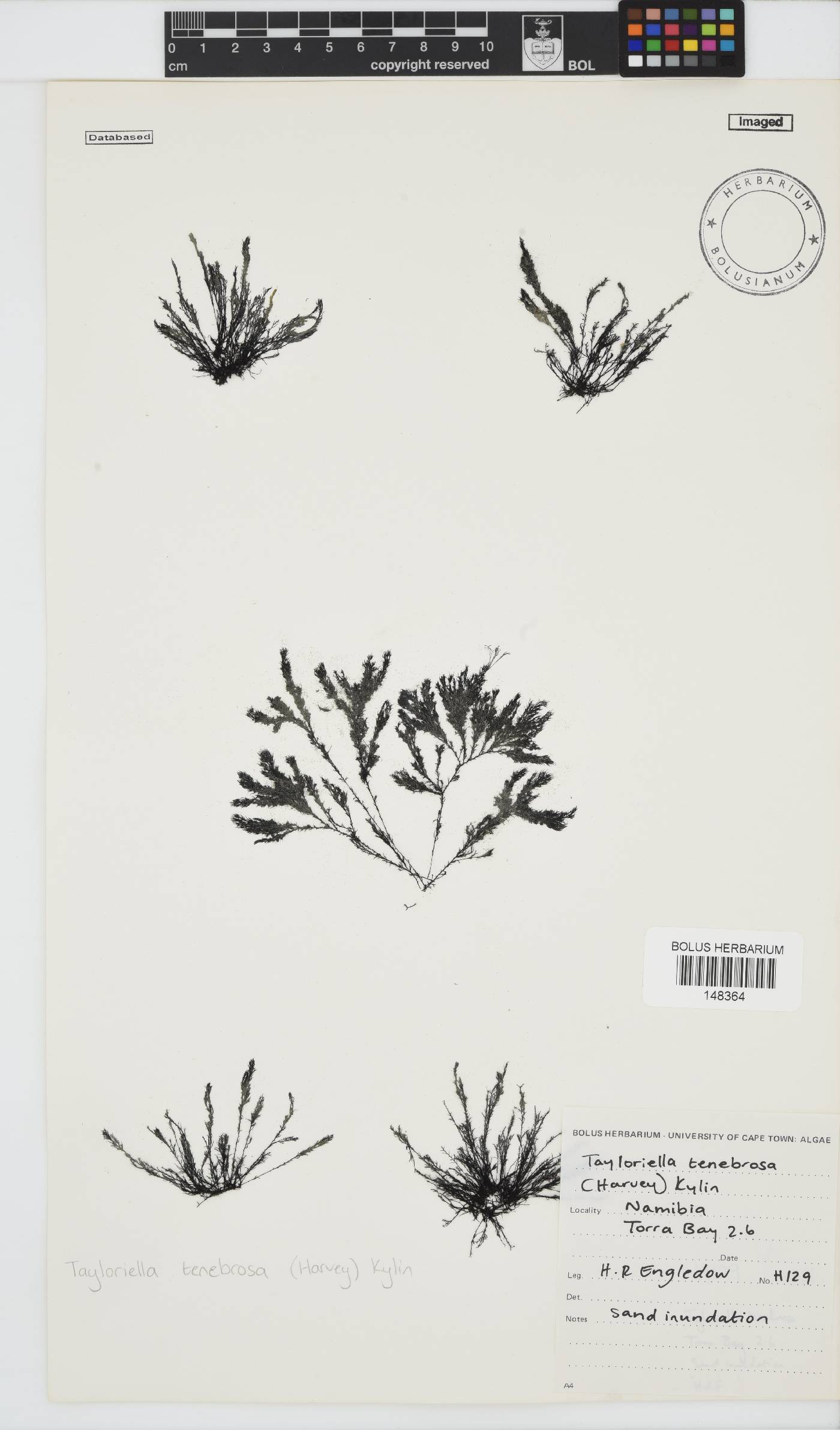 Tayloriella tenebrosa image