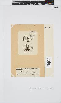 Tayloriella tenebrosa image