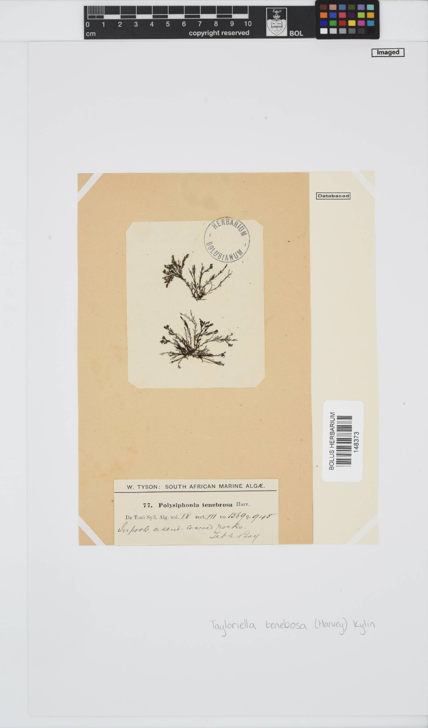 Tayloriella tenebrosa image
