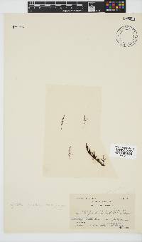 Tayloriella tenebrosa image