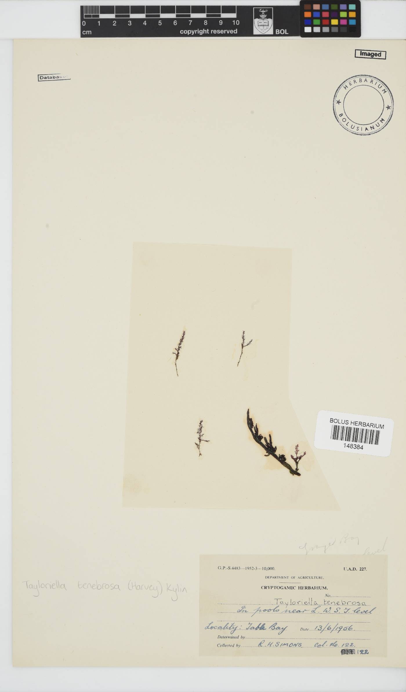 Tayloriella tenebrosa image