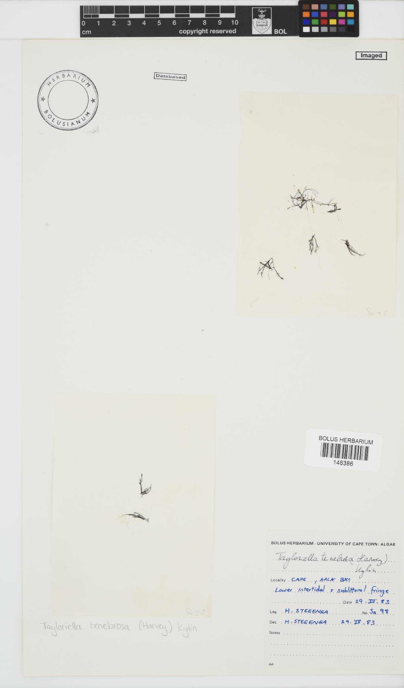 Tayloriella tenebrosa image