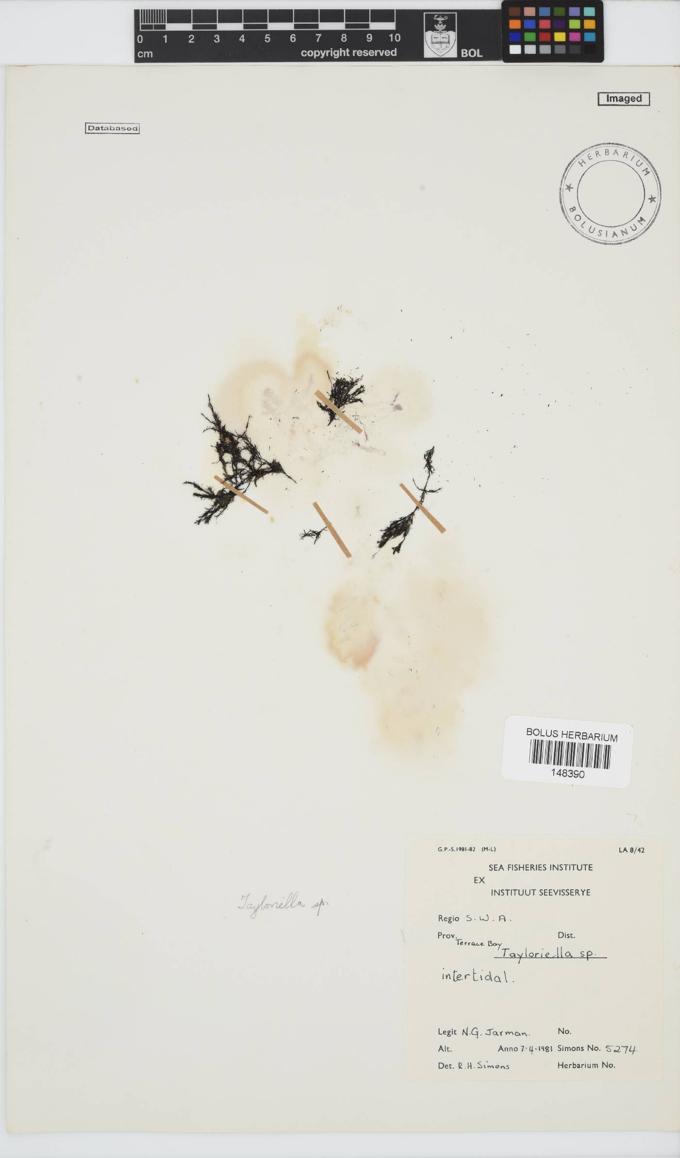 Tayloriella tenebrosa image