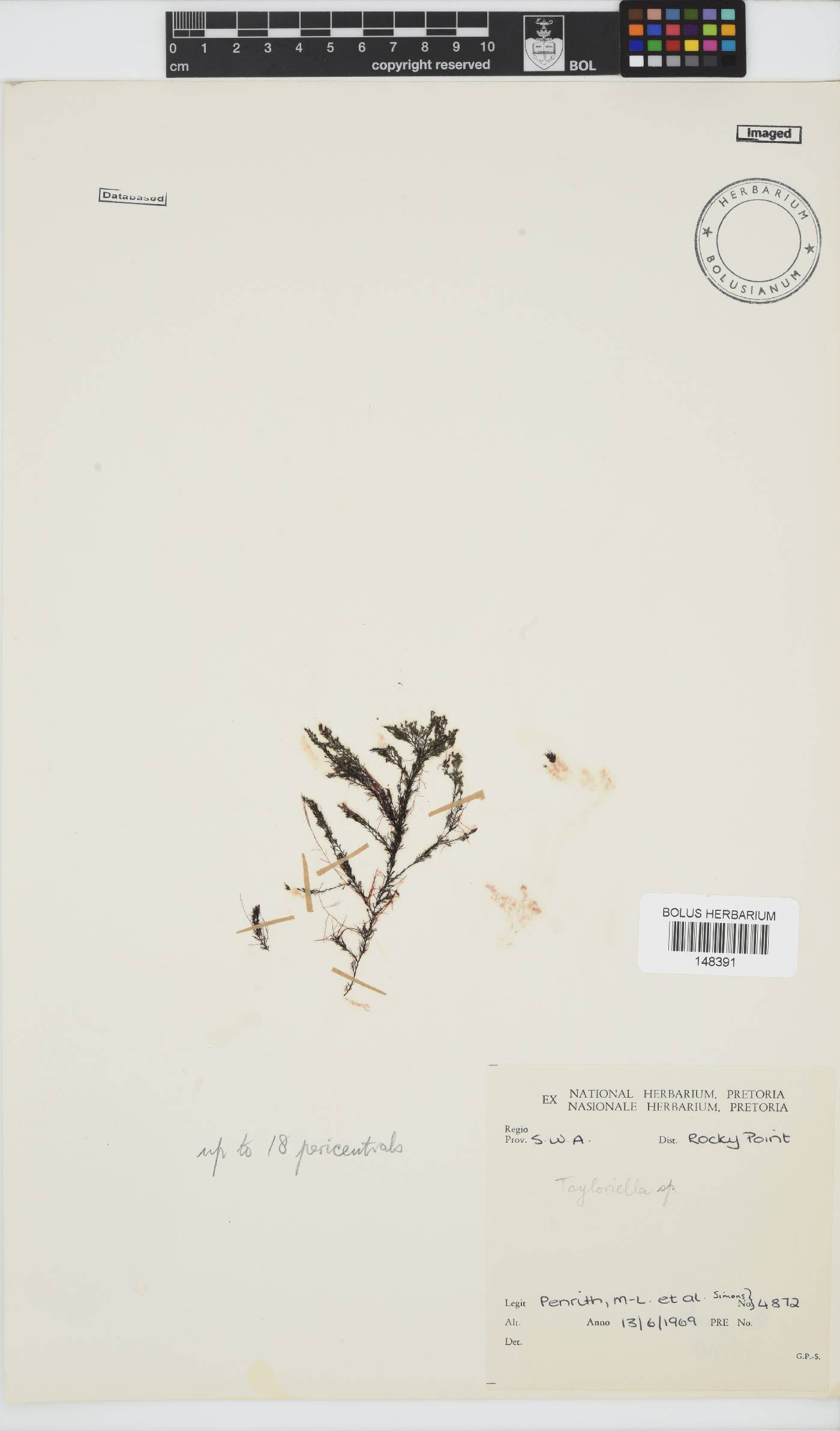 Tayloriella tenebrosa image
