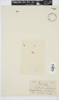 Image of Taenioma perpusillum
