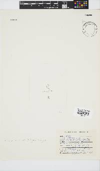 Taenioma perpusillum image