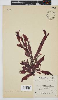 Gelidium vittatum image