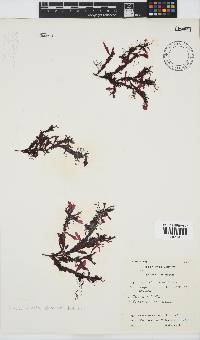 Gelidium vittatum image