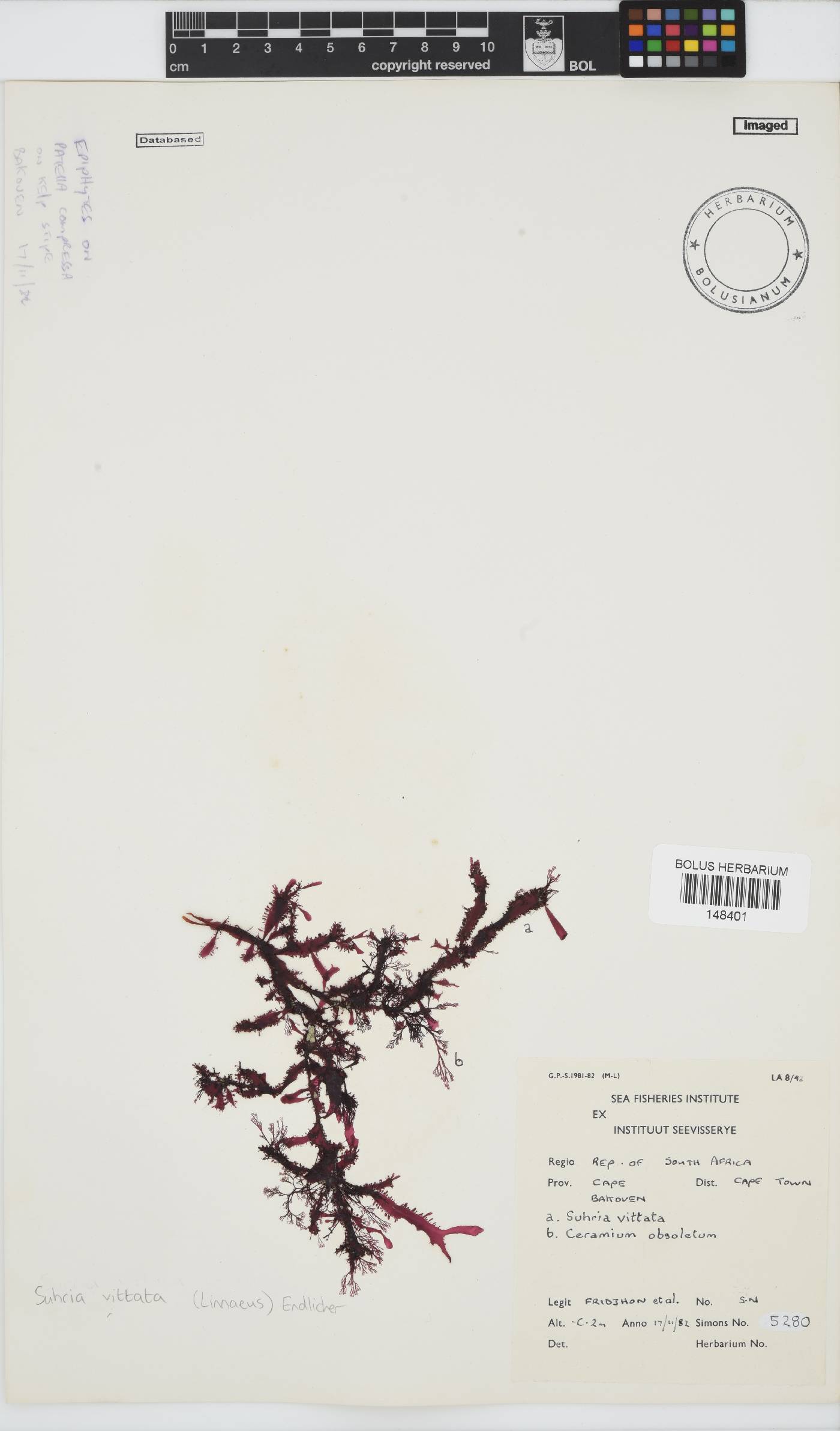 Gelidium vittatum image