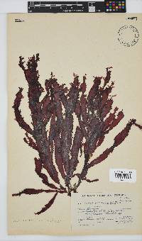 Gelidium vittatum image