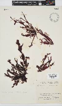 Gelidium vittatum image