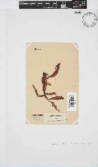 Gelidium vittatum image