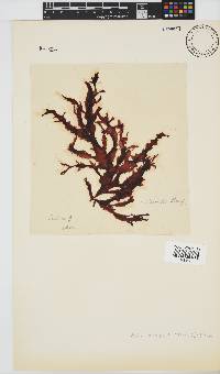 Gelidium vittatum image