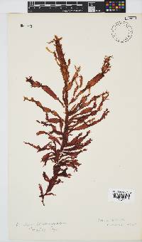 Gelidium vittatum image
